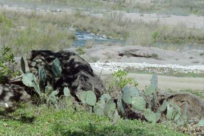TEXAS LLANO CACTUS.JPG